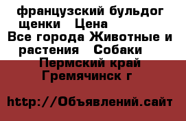 французский бульдог щенки › Цена ­ 50 000 - Все города Животные и растения » Собаки   . Пермский край,Гремячинск г.